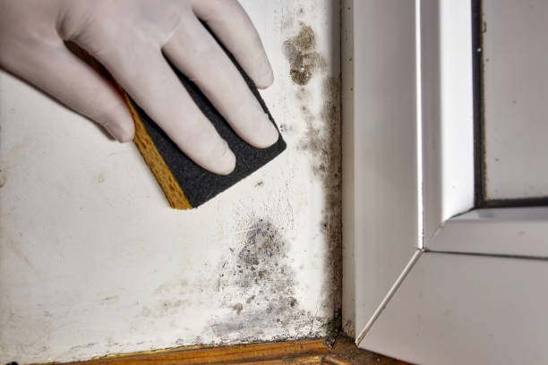 Best Dehumidification Services  in Oolitic, IN
